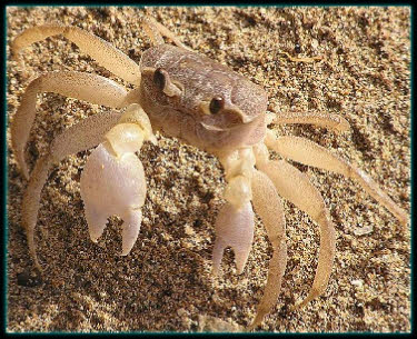 Ghost Crab